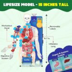 Smartivity Interactive Human body - Image 3